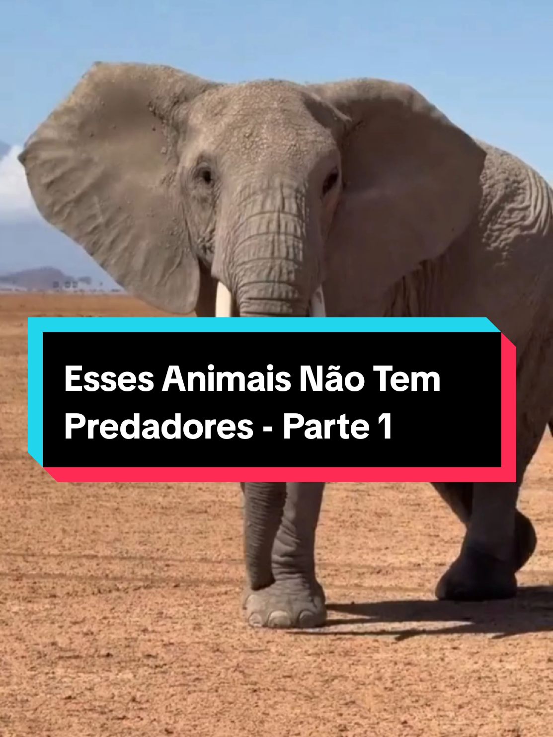 Esses Animais Não Tem Predadores - Parte 1 #MundoAnimal #curiosidades #foryoupage #fyp 