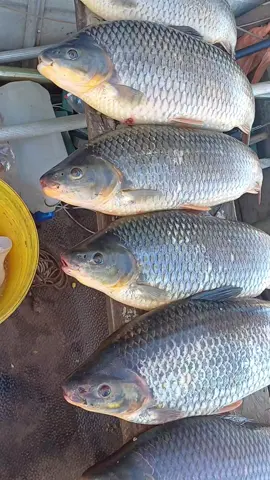 Essa pescaria deu boaa, pensa nuns piauçu bonito  #vidadepescador #pesca #foryou 