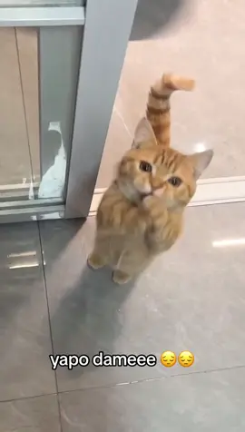 apurateeeee  #chile #chilehumor #humorchile #meme #memechile #gato #gatochile #gatito #chiletiktok #tiktokchile #animales #animalitos #animalitostiernos 