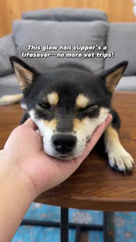 I had to hold my dog while 2 techs clipped his nails – it was traumatic for both of us. #dogcaretips #nailclipping #doglover #catpick #nailclipper 