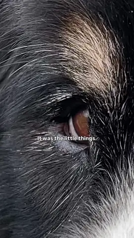 It was the little things about Buster that made him so perfect ❤️ In honor of sweet Buster, I’ve created an Amazon Wishlist to support the shelter that gave Buster his second chance and allowed me the joy of adopting him. Tuscarawas County Humane Society (@Tusc. Co. Humane Society ) is a 501(c)3 nonprofit that relies solely on donations to care for countless animals in need… just like Buster once was.  I’ve filled the list with various items at different price points. Every item purchased from the wishlist ships directly to the shelter and helps to bring comfort, care, and joy to the animals that are waiting for their own second chance. Every gift, no matter how big or small, makes a difference for these sweet animals.  If you decide to give, please include “In Honor of Buster” in the gift message before checkout so his love and legacy can live on through your kindness.  The wishlist can be found on our profile.  #bustersbucketlist #bernesemountaindog #rescuedog 