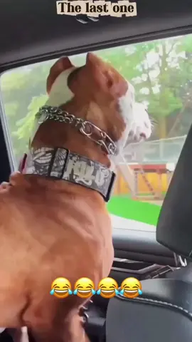 Try not to laugh : Animals Edition 😂😂😂 #voiceover #PetsOfTikTok #catsoftiktok #dogsoftiktok #viral 