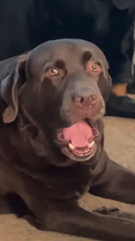 Not a single thought behind those eyes because Millie has hosted their shared brain cell for the last 24 hours 🤣🤣