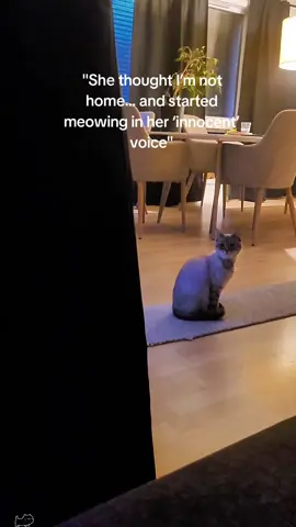 Cat have two different meows 
