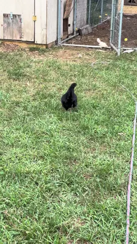 #chickens #chasingbugs #blackastrolop #funny 