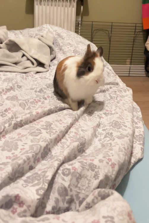 Bunnies are the absolute cutest!🥰💕#rabbit #usa #funny #bunny #cute 