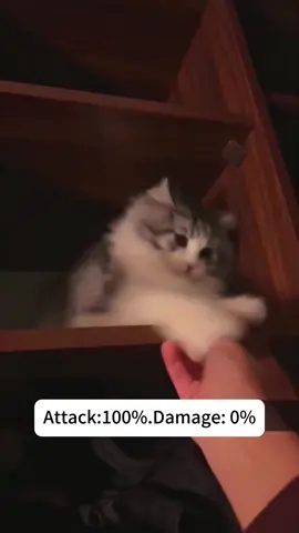 #cat#funny#catsoftiktok#foryou#fyp