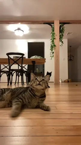 I got what was coming to me #nocatswereharmed 