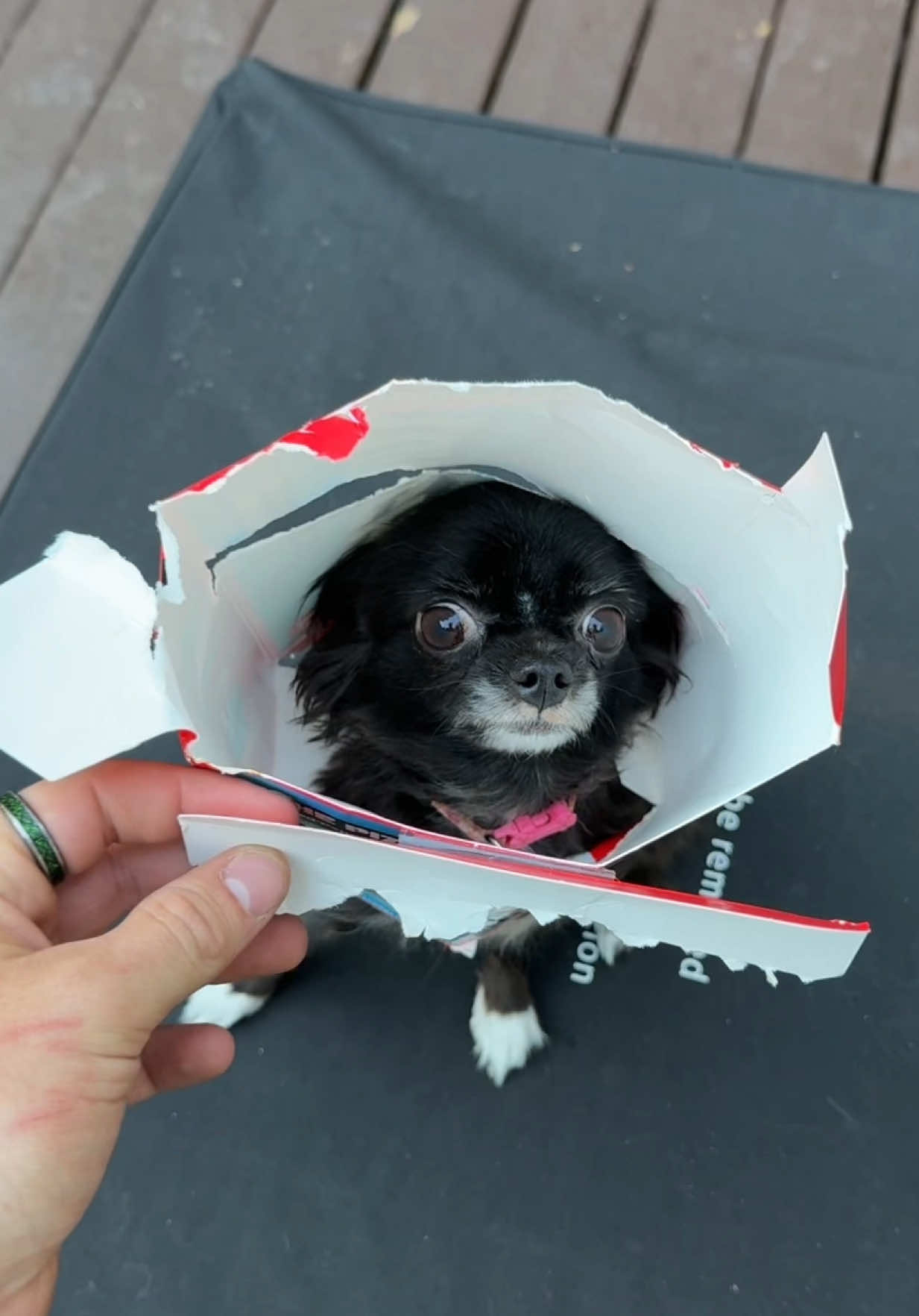 LUNCHLY FLYING PUDDIN 😱❤️