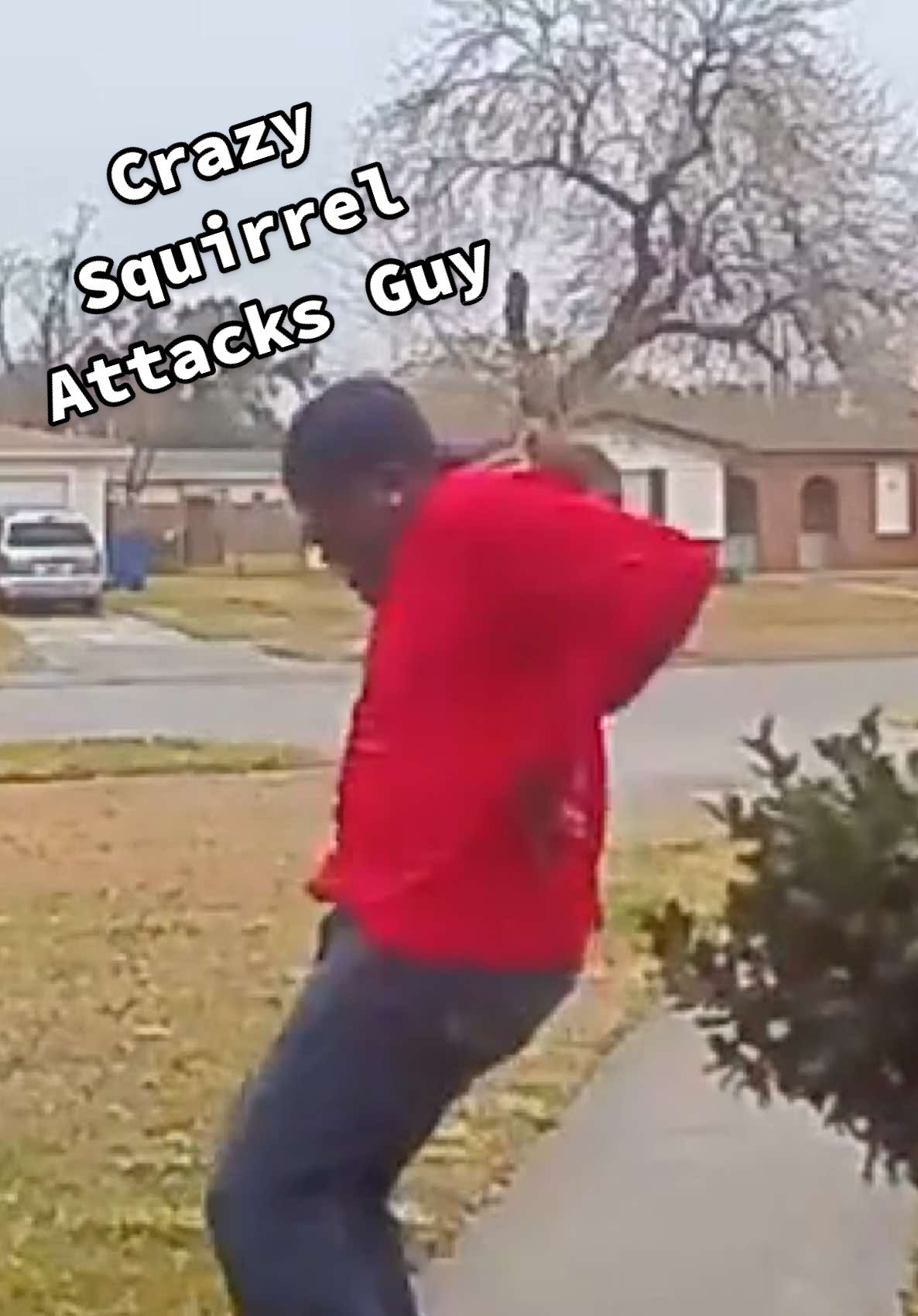 that squirrel is the neighborhood MENACE! 😂💥🐿️😯 #Squirrel #fypシ #SquirrelsOfTikTok