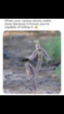 Like a ninja 🥷 #cactus #humor #bye #westcoastcrew🇨🇦 #fyp 