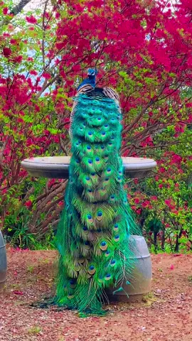 #クジャク #孔雀开屏 