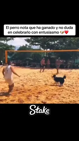 El perro nota que ha ganado y no duda en celebrarlo con entusiasmo. Vía 🎥 dog_altinha