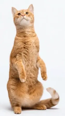 #bamboleochallenge #dance #bambole #viral #italy 