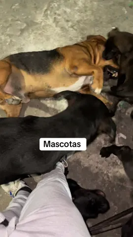Mis mascotas #paratiiiiiiiiiiiiiiiiiiiiiiiiiiiiiii #dog #tiktokviral #pitbull #perros 