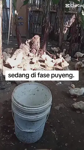 puyeng mikirin pakan 🤭 #ayamkampung  #ayamkampungasli  #entokjumbo 