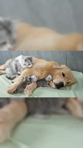 Part 8 || Mother Cat Calls Golden Retriever to Help Comfort Crying Newborn Kitten #goldenretriever #kitten #dog 