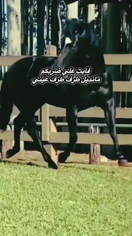 فايت علي دربكم منديل طرف عيني                       #اغاني #صعيدي #نجوم_الصعيد #اكسبلوررر #الصعيدي 