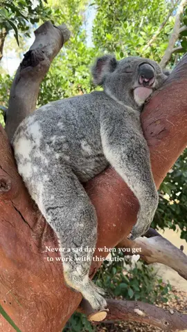 Sleepy little boy 🐨🐨 #koala #australia #sydney #zookeeper #koalas  