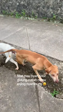 Untung lepas 😫😫😫 #telorgulung #anjinglucu 