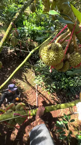 Giá đang lên chanh thủ bào thôi #saurieng #durian #phướcankrôngpăk #xuhuong #daklak 