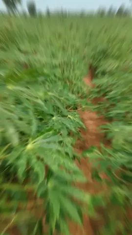 สบายคักพี่น้องเอ้ย