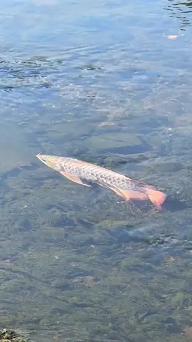 Phát hiện con cá rồng gần chổ chúng tôi đang câu cá, nó thật đẹp #arowana #fishjoyapp 
