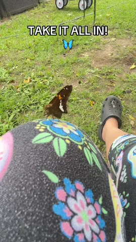 Take it all in guys! #butterfly #nature #earth #spirit #fyp 🦋🦋