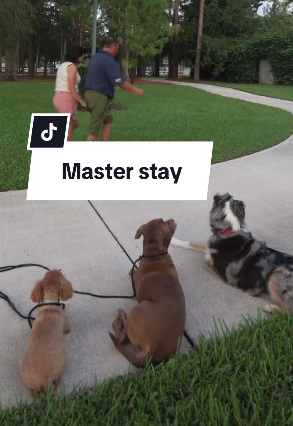 Work on these separately then put it all together ! This helps organize your training workflow to get the perfect stay. #DogTraining #dogtrainingtips 