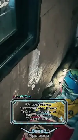 Seorang warga dibuat geger setelah menemukan seekor ular cobra besar terselip di samping kasurnya. Awalnya, ia mendengar suara aneh saat tidur malam. Keesokan paginya, setelah dicek, ternyata ada ular cobra berukuran besar bersembunyi di samping kasur. Penemuan ini tentu membuat warga tersebut kaget dan merinding. #fyp #beritaterkini #foryou #fypviral #viralvideo   