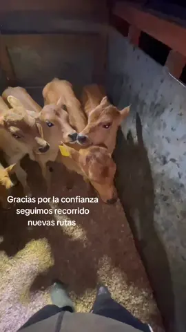 Jersey  #sigchos_cotopaxi_ecuador🇪🇨 