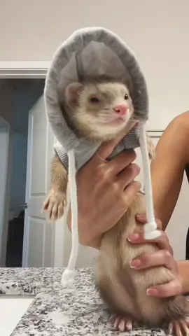 🎸✨ #ferret #ferretsoftiktok #huron #ferrettok #pets 