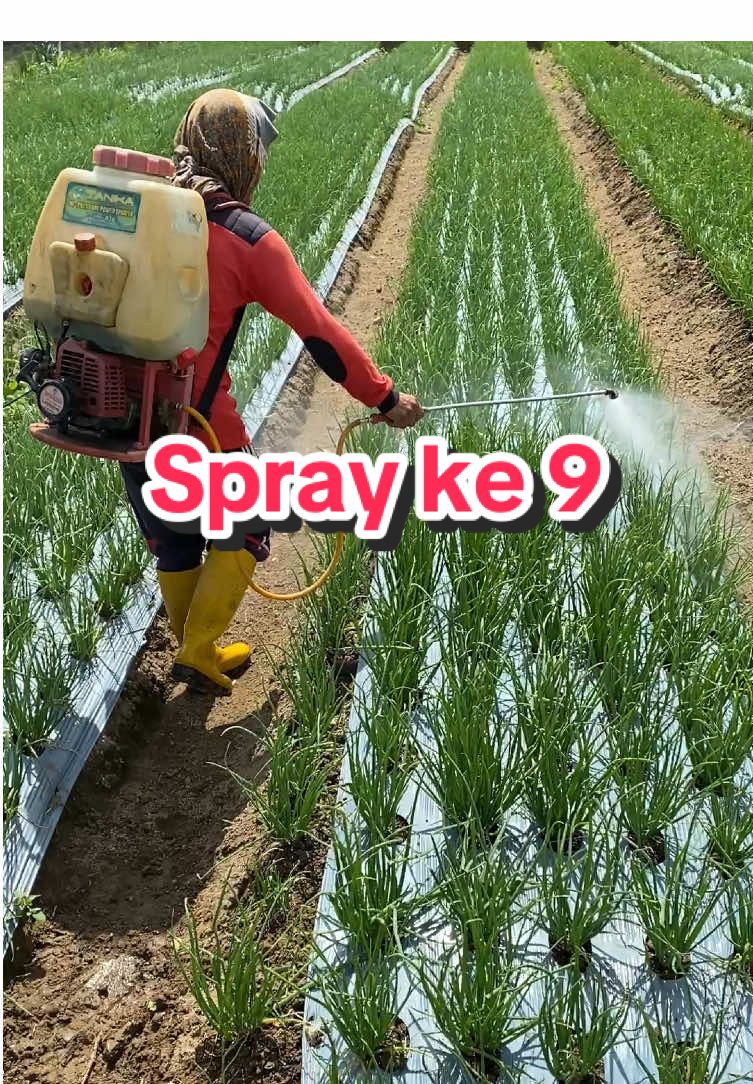 Spray ke 9 bawang merah usia 38 hst #petanimuda #petanibawang #bawangmerah 