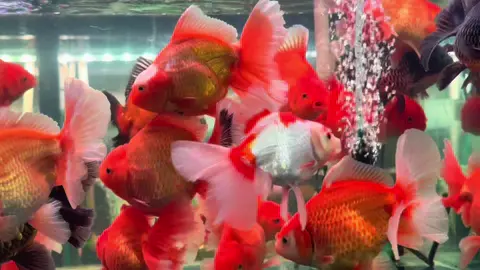 Oranda bên em về rất nhiều ạ , lúa cũng êm lắm ạ . 0358 một một 3534.