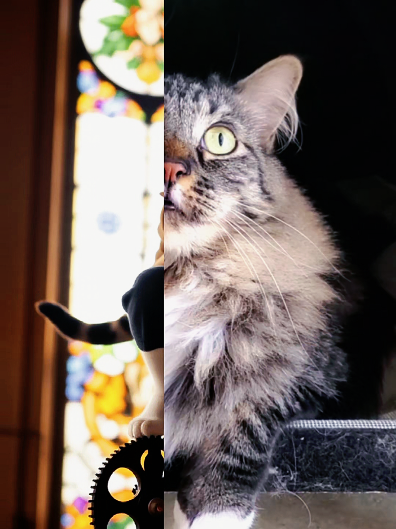 #TiktokEffect #tiktokpets #catsoftiktok #catloversclub #tabbycat 