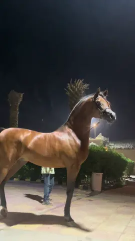 الاسطوره(جينوس جوي)#ماشاء_الله #خيل_وخياله🐎 #خيل #ترند #