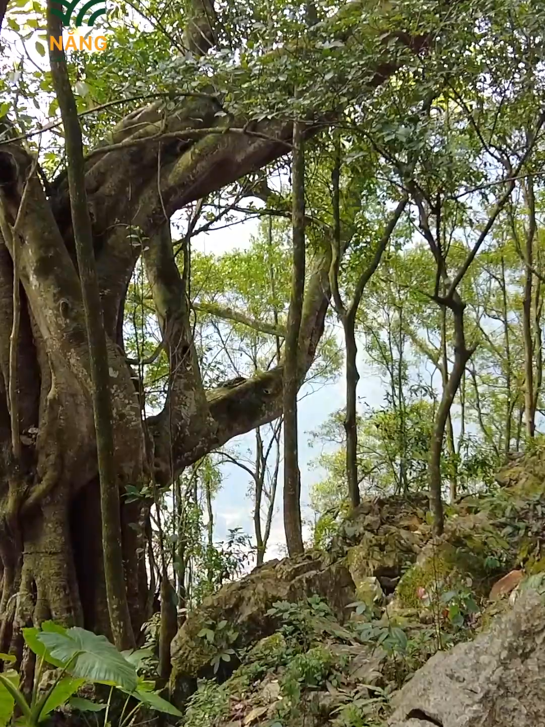 CÂY CỔ THỤ HÀNG NGHÌN NĂM TUỔI TẠI CAO NGUYÊN ĐÁ #viral #fly #country #highlights #NangCaoNguyen