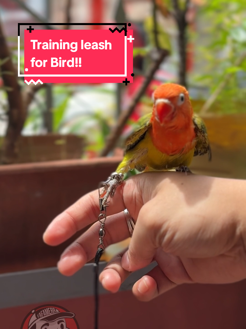 Bird training leash is a must baka mag flybye si birdie 💚🧡❤️  #handfeed #ibon #pet #animal #fafamerr 