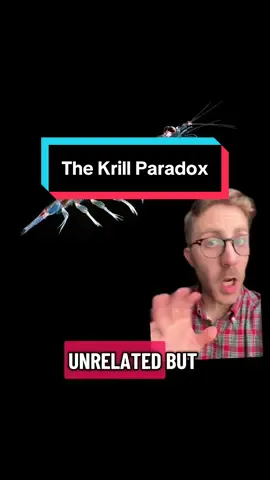 The Krill Paradox #interestingfacts #funfact #EduTok #Science #biology 