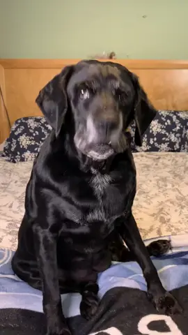 Flash back to an old silhouette trend.  #dogsoftiktok #dogtok #cutepets #seniordog #PetsOfTikTok 