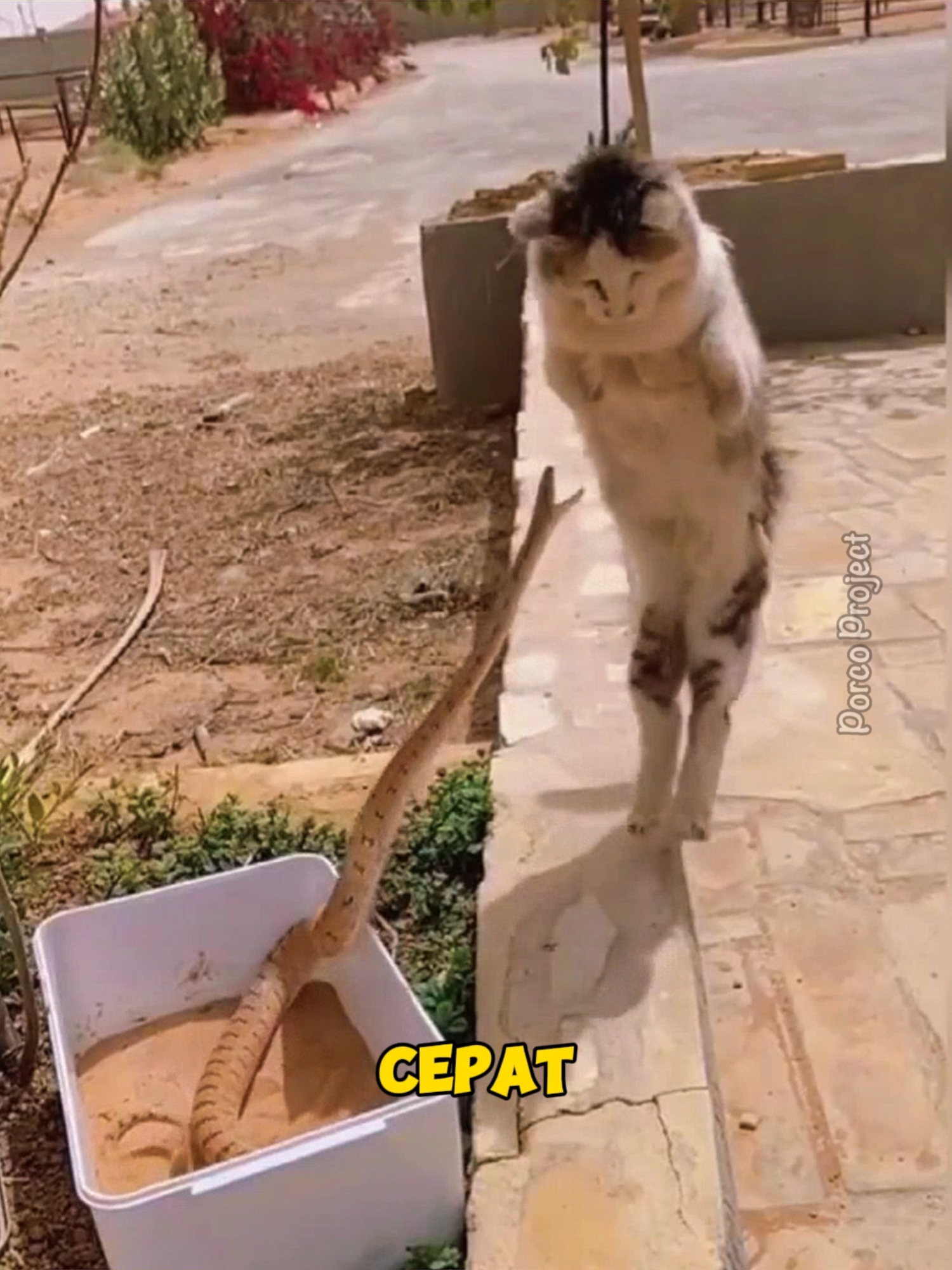 Kucing memiliki reflek yang lebih cepat daripada ular. #fyp #faktamenarik #duniahewan #kucing #ular