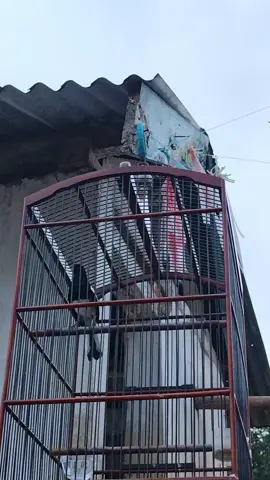 suara kacer yang merdu#fyp #komunitas #kicawmania 