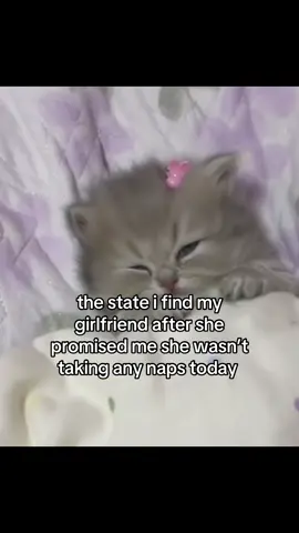 Real. #cat #catsoftiktok #kitty #couple #ilovemygf #fyp #viral 