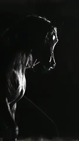 #horse #arbianhorse 