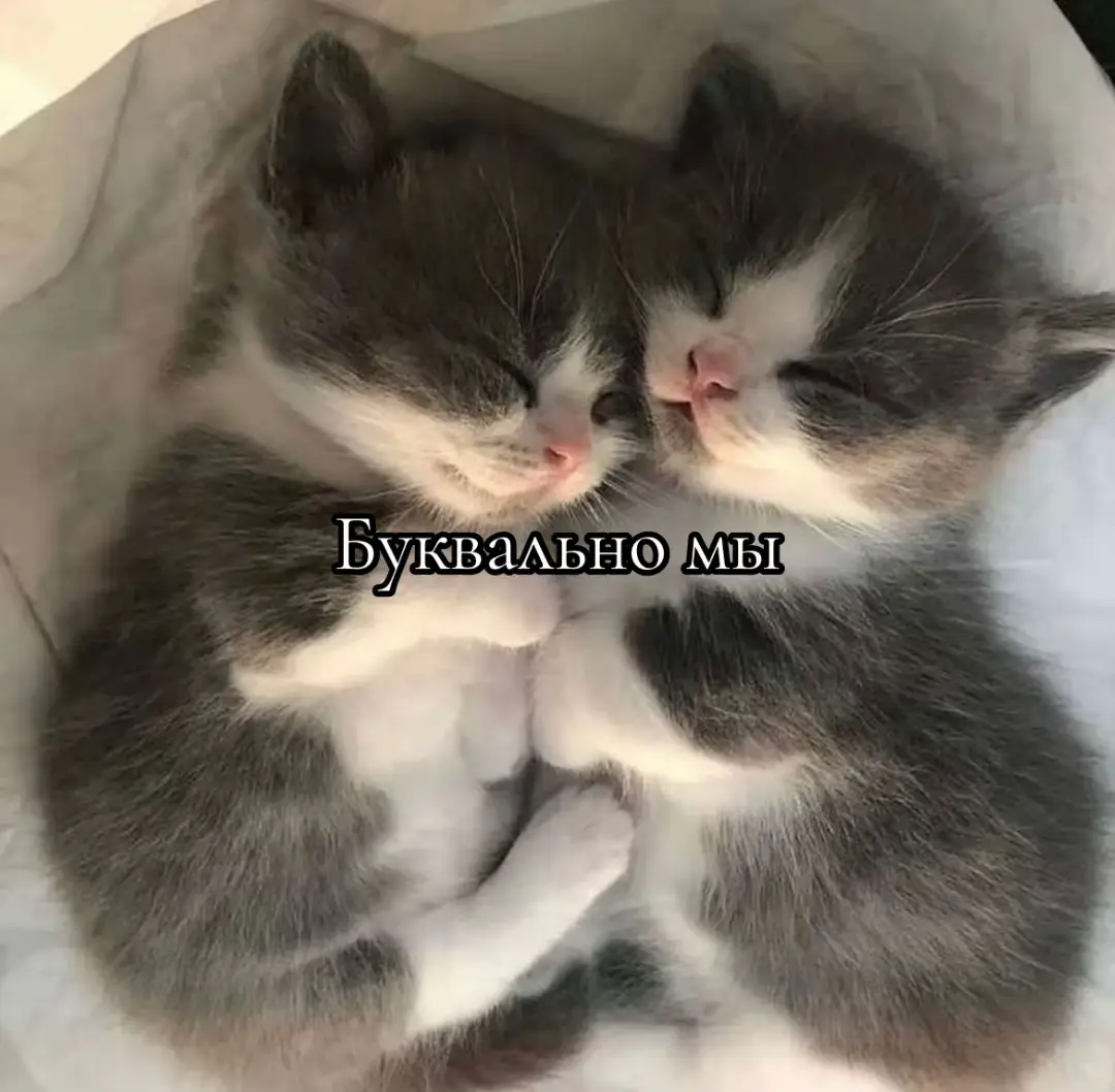 Ты мой котик #ялюблютебя #котик #любовь❤ #мы #люблю 