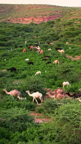 #dhulsoomaliyed🏞🏞🏞🏞✅️🏞✅️✅️🏞 #soomalitiktok🇸🇴🇸🇴🇸🇴🇸🇴🇸🇴🇸🇴😍💯 #joharsomalia💚🤍💙🇸🇴🇸🇴🇸🇴🇸🇴🇸🇴 #dhulsoomaliyed🏞🏞🏞🏞✅️🏞✅️✅️🏞 