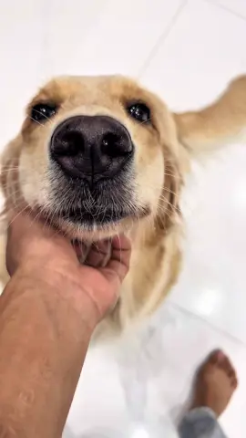 Bữa sen nào hỏi “làm sao nhà hết mùi hôi thú cưng” đâu ùi? Nay tui mới mò đc món này nèeee 😌 #honhacho #cúnyêu #petcute #asfa #asfapet 