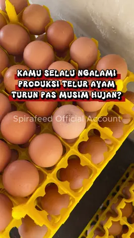 Musim hujan bikin ayam rentan sakit? Antisipasi dulu biar produksi telur ayammu tetep optimal walaupun musim hujan dan kandang open house!😁  #spirafeed #ayampetelur #peternakmuda #edukasi #ternakayam 
