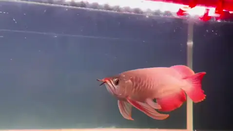 Bướm xinh#hướngdẫnmakeup #xuhuongtiktok2025❤️💕🇻🇳🌹 #zalo 0915838679