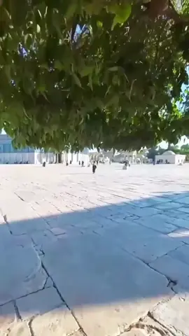 🕊️🕊️💚